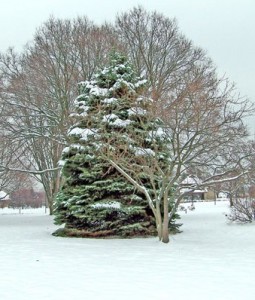 winter-trees-in-snow
