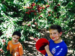 fun and learning cherry-picking
