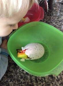 hatching dinosaur eggs