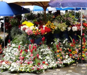 nature at the flower market
