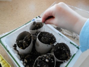 planting seeds activity