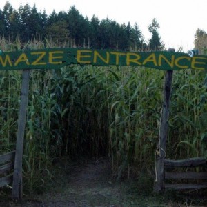 corn-maze