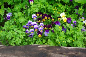 shamrocks-violets