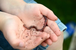 gardening with kids using earthworms