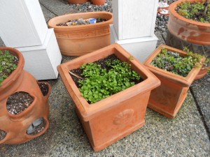 gardening with kids