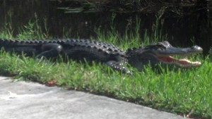 playground alligator or crocodile swamp
