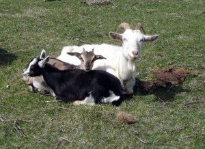 three billy goats gruff play activities