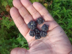 picking berries with kids