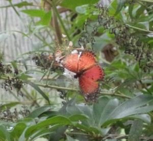 butterfly colors