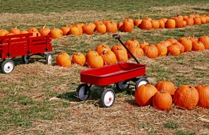 pumpkin patch fun