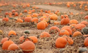 visiting the pumpkin patch