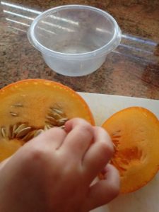 scooping out a pumpkin