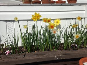 Easter egg hunt nature kids