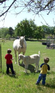 farm adventures for kids